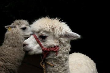 Paco alpaca - Ecuador