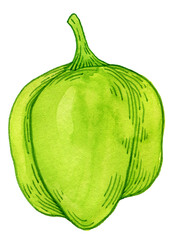 Sweet pepper watercolor. Bell Pepper green healthy organic nutrition product, whole, half cut