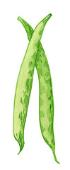 Pea pod. Hand drawn watercolor painting on white background, illustration.