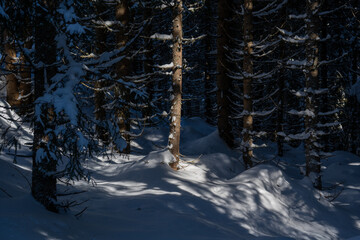 a lot of fresh snow in the spruce forest at a sunny winterday in december on the mountains
