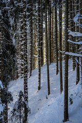 a lot of fresh snow in the spruce forest at a sunny winterday in december on the mountains