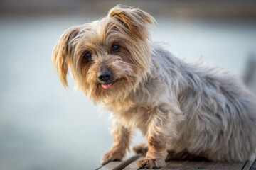 dog seated curiosity expression doggie. Yorkshire Terrier brown dog. Blurry background of a harbor and the sea copy space
