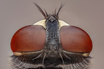 macro of a fly