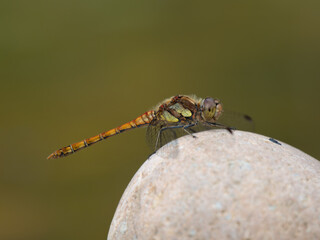 Female Common Darter Dragonfly Resting on a Stone