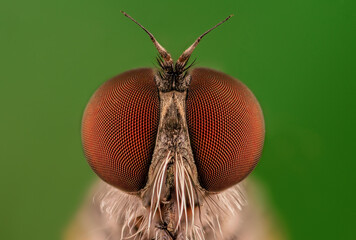 Detail of the fly's eyes