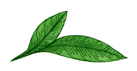 Leaves and branches of an evergreen salal, shallon, or simply gaultheria plant isolated on white background. Watercolor elegant hand drawn