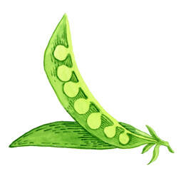 Pea pod. Hand drawn watercolor painting on white background, illustration.