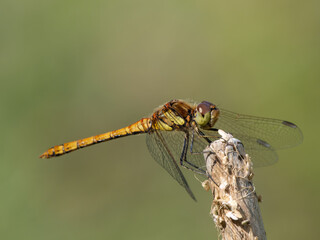 Female Common Darter Dragonfly Resting