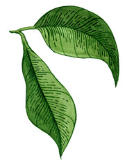 Leaves and branches of an evergreen salal, shallon, or simply gaultheria plant isolated on white background. Watercolor elegant hand drawn