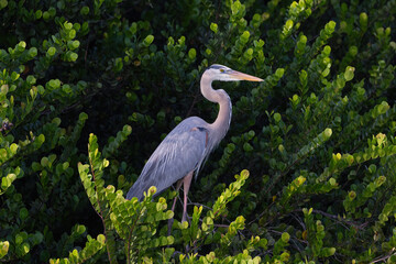 Great Blue Heron standing in a tree in the Florida Everglades