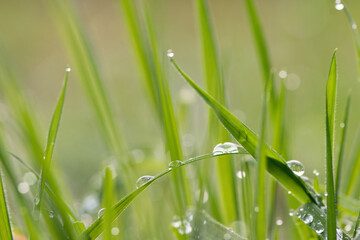 dew drops on grass leaf. Close up in nature. Natural green background botanical scene. Outdoor gardening rain drops on grass. 