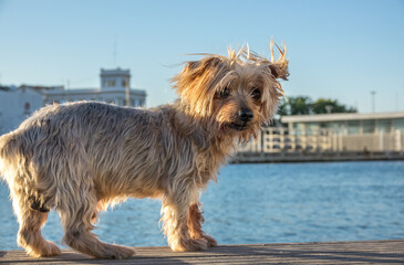 dog curiosity expression doggie. Yorkshire Terrier brown dog. background of a harbor and the sea copy space