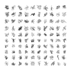 Collection of monochrome illustrations with twigs in sketch style. Hand drawings in art ink style. Black and white graphics.