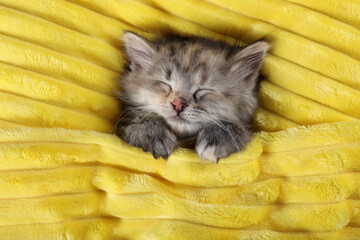 Cute kitten sleeping in soft yellow blanket, top view