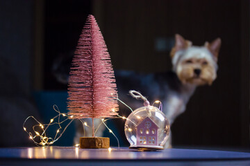 Small cute Yorkshire Terrier dog in dark room at Christmas Eve. New Year 2022 festive decor - artificial pink eco Christmas tree, toy ball with small house inside, LED-garland lights on table. A puppy