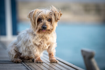dog seated curiosity expression doggie. Yorkshire Terrier brown dog. Blurry background of a harbor and the sea copy space