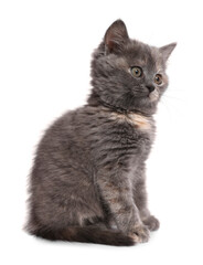 Cute fluffy kitten on light grey background