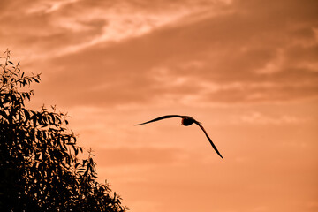 A bird with big wings flies in the sky at sunset .