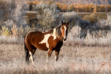 Early frosty sunny autumn morning. The grass and trees are covered with snow-white frost. A piebald mare stands sideways in the field and looks at the camera. Close-up. Free grazing. Altai. 