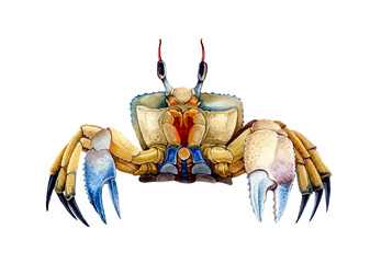 Sea crab watercolor illustration. Hand drawn realistic underwater animal element. Beautiful bright ocean crab. Sea shore wildlife and aquarium animal. Isolated on white background - obrazy, fototapety, plakaty