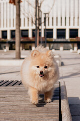 Beautiful cute fluffy pomeranian dog outside. Looking into the frame.