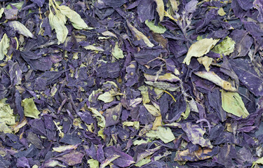 Background of dried basil leaves. Top view, close-up