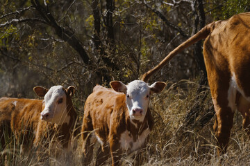 Hereford beef calves in autumn pasture of Texas ranch, range cattle. © ccestep8