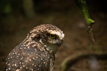 Brown and white little andean owl in the woods looking towards the camera . Latin America's national parks and wildlife sanctuaries concept. Beautiful plumage.