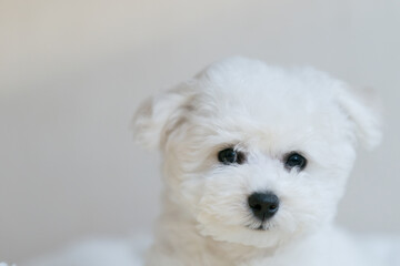 Small white fluffy puppy of bichon frise on the bright background