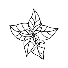 mint drawing outline flat vector illustration