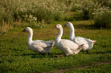 Geese and ducks walk on the grass in a green meadow in the pasture. Livestock raising and farming in the village.
