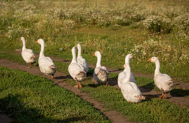 Geese and ducks walk on the grass in a green meadow in the pasture. Livestock raising and farming in the village.