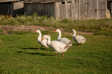 Geese and ducks walk on the grass in a green meadow in the pasture. Livestock raising and farming in the village.