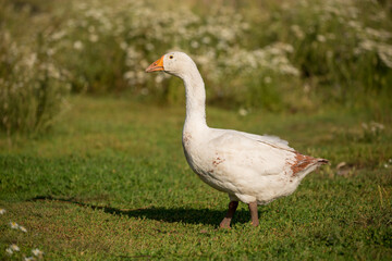 Geese and ducks walk on the grass in a green meadow in the pasture. Livestock raising and farming in the village.