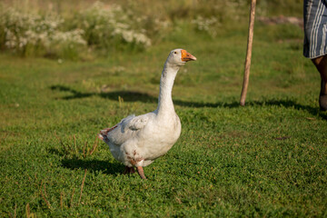 Geese and ducks walk on the grass in a green meadow in the pasture. Livestock raising and farming in the village.