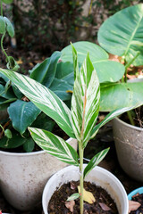 SynonymA sanderae, Variegated Shell Ginger or ZINGIBERACEAE