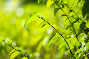 Plant green leaf in garden with bokeh background