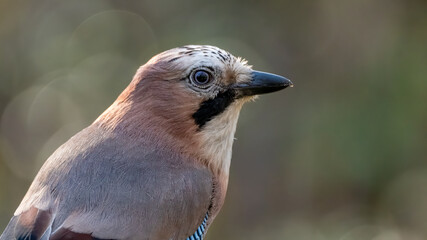 bird, natur, eichelhäher, blau, wild lebende tiere, tier, wild, baum, ast,