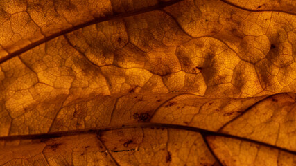 Extreme closeup macro of an orange wilted autumn leaf with fine detail