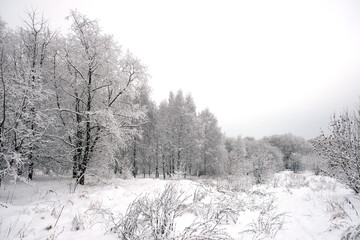 Landscape on the edge of the snowy forest with many snow on tree branches at overcast winter day