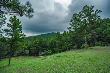 Fototapeta na wymiar Rainforest in boscage with rain clouds perspective