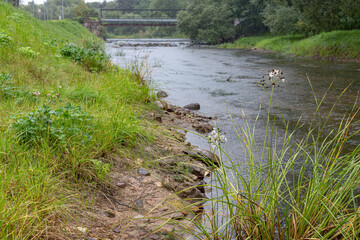 river in rainy weather in summer, flower in foreground, bridge in distance