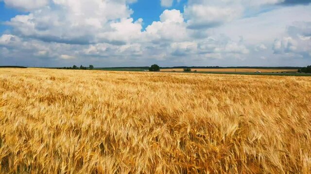 Concept of bread and agriculture. Wheat crop sways on field against blue sky. Amber waves of wheat.