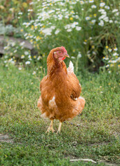A hen and a young rooster are shot in the green grass in the pasture. Free range of poultry on the poultry farm. chicken