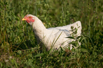 A hen and a young rooster are shot in the green grass in the pasture. Free range of poultry on the poultry farm. chicken