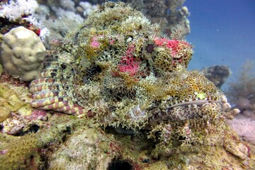 Scorpion fish in the sea