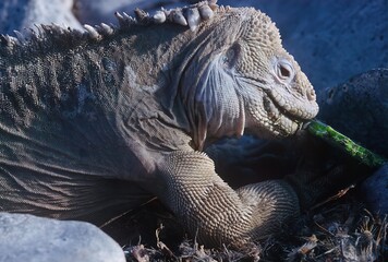 Galapagos land iguana