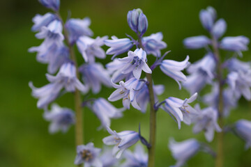 Blue flowers bells in the garden.