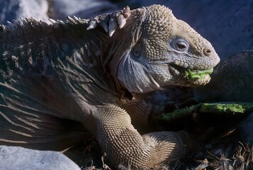 Galapagos land iguana
