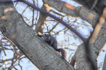 A squirrel staring back, at Niagara on the Lake